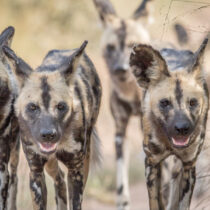 Sending Reiki Energy to Call In African Wild Dogs