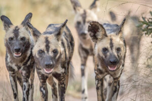 A pack of African wild dogs for sending Reiki energy to call in African wild dogs