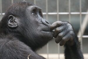 The Thinker Ape for make the best decisions for you