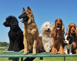 Bunch of dogs for Reiki for dogs manual