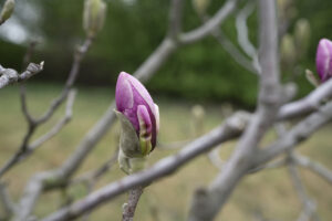 Magnolia Bud For Waking Up To Spring Equinox Energy: Time to Re-Emerge