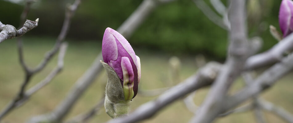 Magnolia Bud For Waking Up To Spring Equinox Energy: Time to Re-Emerge