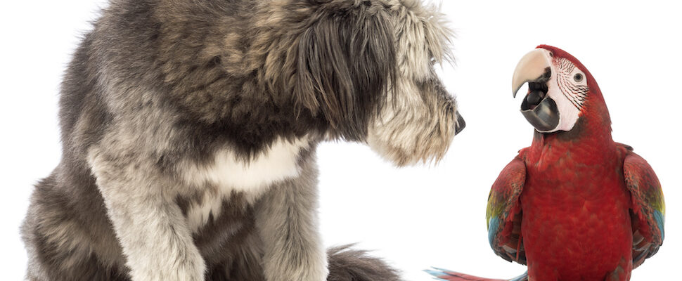 Shaggy dog and macaw for Reiki for pets