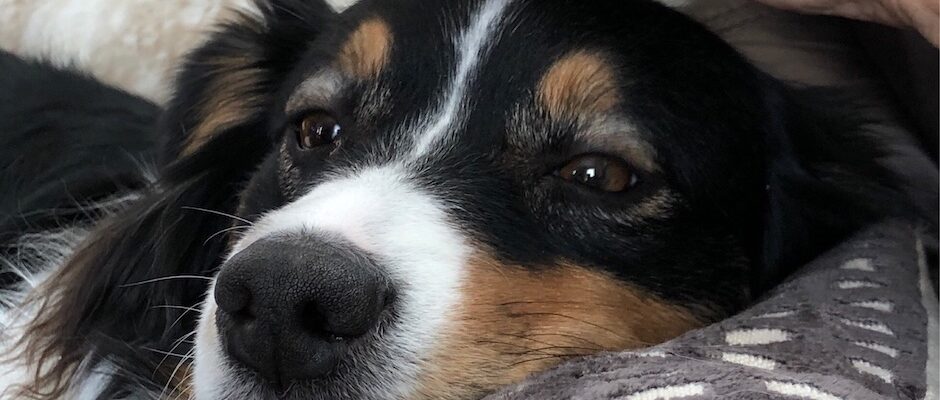 Dog relaxing on the coach receiving Reiki healing energy for dog