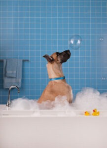 Dog in a bubble bath for aromatherapy bath