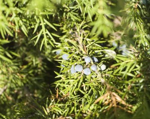 Juniper Berry Smudge for smudging