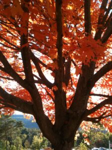 Autumn foliage for fall natural remedies to stay healthy through the fall