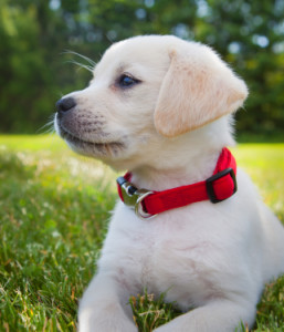 Sweet lab puppy for energy healing for dogs