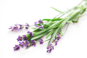 Sprigs of lavender for better sleep