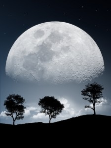 Trees using full moon energy