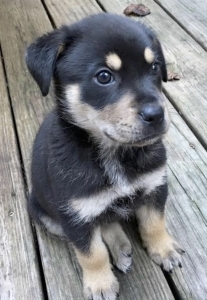 Giving Staff Feedback – What I Learned From Fostering Rescue Puppies