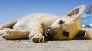 puppy laying in the sand for why give Reiki to dogs