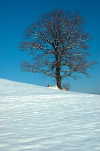 Tree in the snow for treat your winter woes naturally
