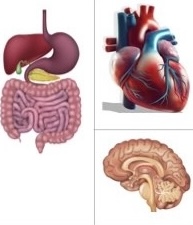 illustrations of head heart gut