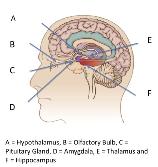 limbic brain