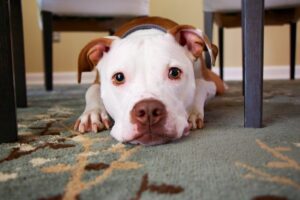 Dog hiding on table for why give Reiki to dogs